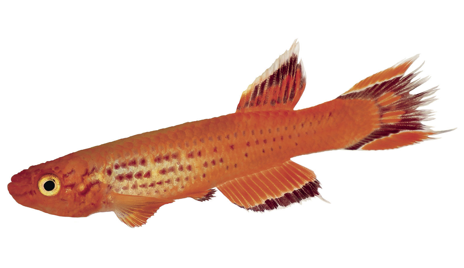 CAPELOPEZC.jpg